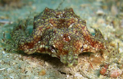 I have no idea what this thing is, and getting a macro fo... by Andrew Macleod 